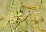 Orange-crowned Warbler, Orestera