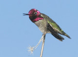 Annas Hummingbird, male