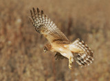 Northern Harrier, female (or juvenile?)