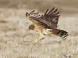 Northern Harrier, juvenile