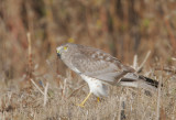 Northern Harrier, male