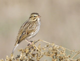 Savannah Sparrow