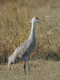 Sandhill Crane