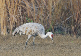 Sandhill Crane