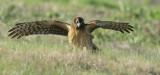 Northern Harrier, first winter