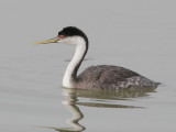 Western Grebe, male