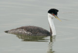 Western Grebe