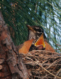 American Robins, adult and nestling