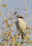 Loggerhead Shrike