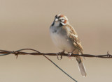 Lark Sparrow