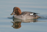 Common Goldeneye, first-cycle female