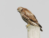 Red-shouldered Hawk, first winter - READY