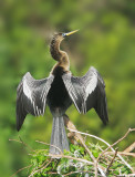 Anhinga, female