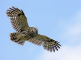 Barred Owl, flying
