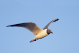 Laughing Gull, flying