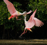 Roseate Spoonbills, males fighting