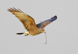 Snail Kite, female carrying nesting material