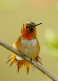 Allens Hummingbird, male, tail feathers