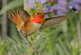 Rufous Hummingbird, male, tail feathers