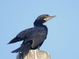 Neotropic Cormorant