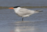 Royal Tern