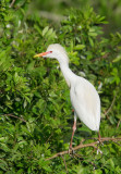 Cattle Egret