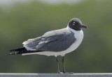 Laughing Gull