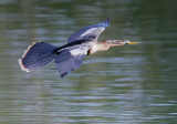 Anhinga, female