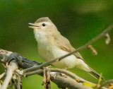 Warbling Vireo, singing male