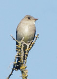 Western Wood-Pewee