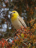 Bullocks Oriole, female
