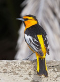 Bullocks Oriole, male