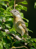 Black-headed Grosbeak