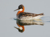 Red-necked Phalarope, female spring breeding plumage