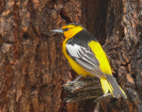 Bullocks Oriole, male