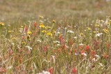 wildflowers