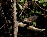 Green Heron - Third Try on a Massive Fish