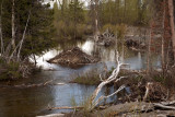 Beaver Lodge