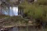 Beaver Dam in Grand Teton National Park