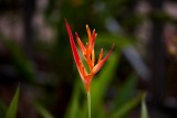 The Bird of Paradise