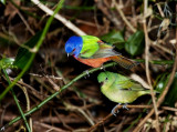 Painted Buntings - Nesting Pair