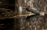 Green Heron in the Big Cypress National Preserve