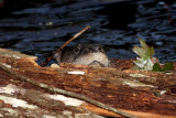 Otter Peek