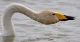 Whooper Swan.jpg
