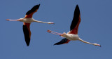 flamingo_5.jpg
