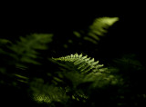 free-form ferns 258