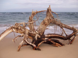 Driftwood, Lydgate Park Beach