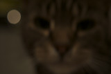 phoebe