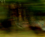 trees moving