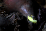 bulb